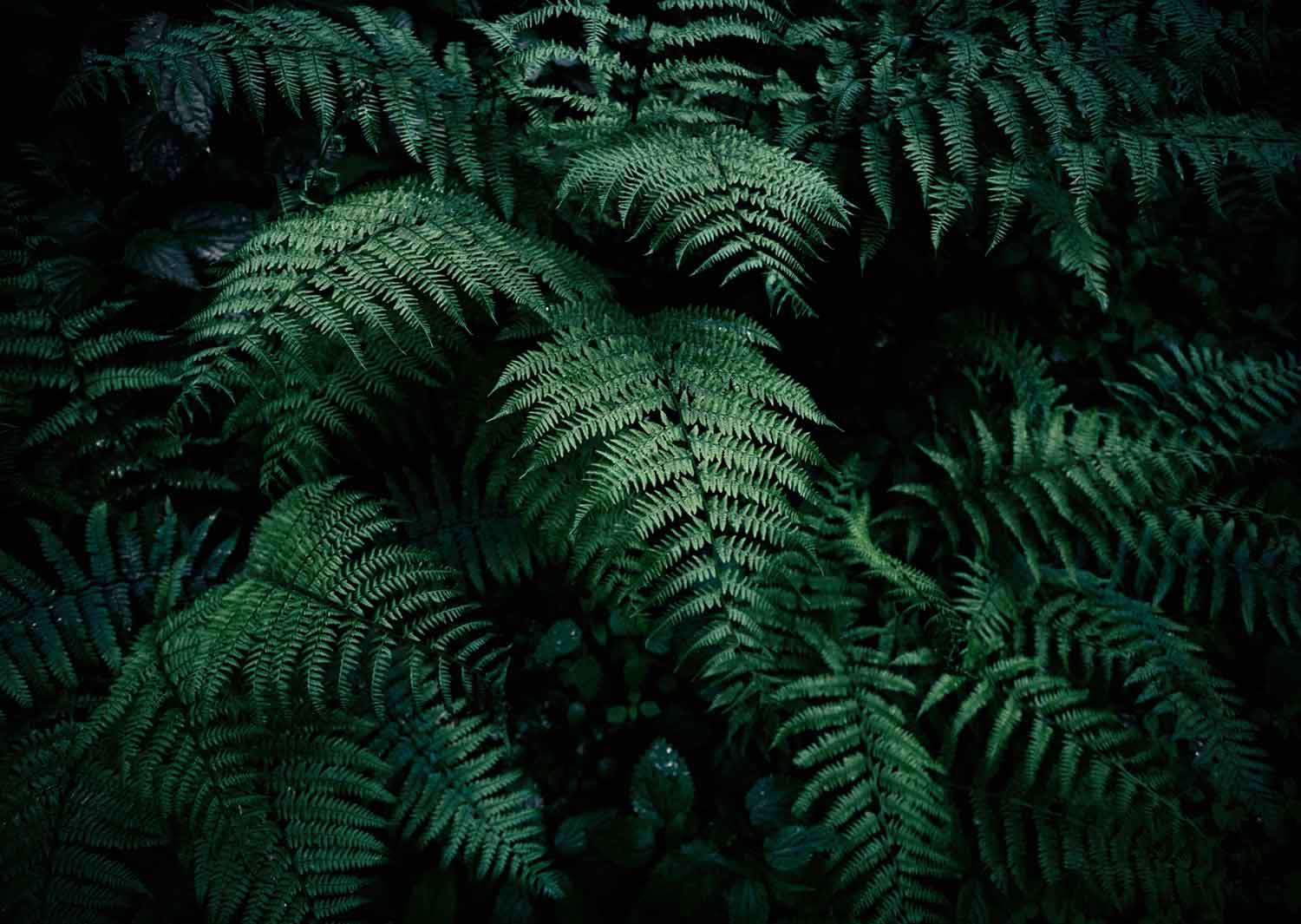 Папоротник лесной фото Папоротник лесной фото